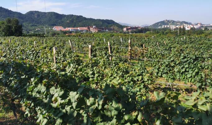 1600150312775135.jpg 儿啊群无多a.jpg